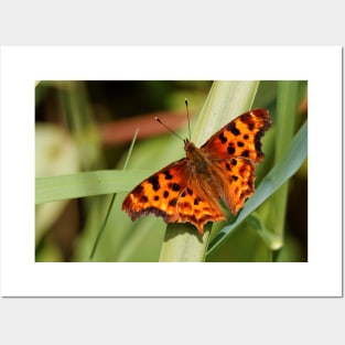 Satyr Comma Butterfly on a Blade of Grass Posters and Art